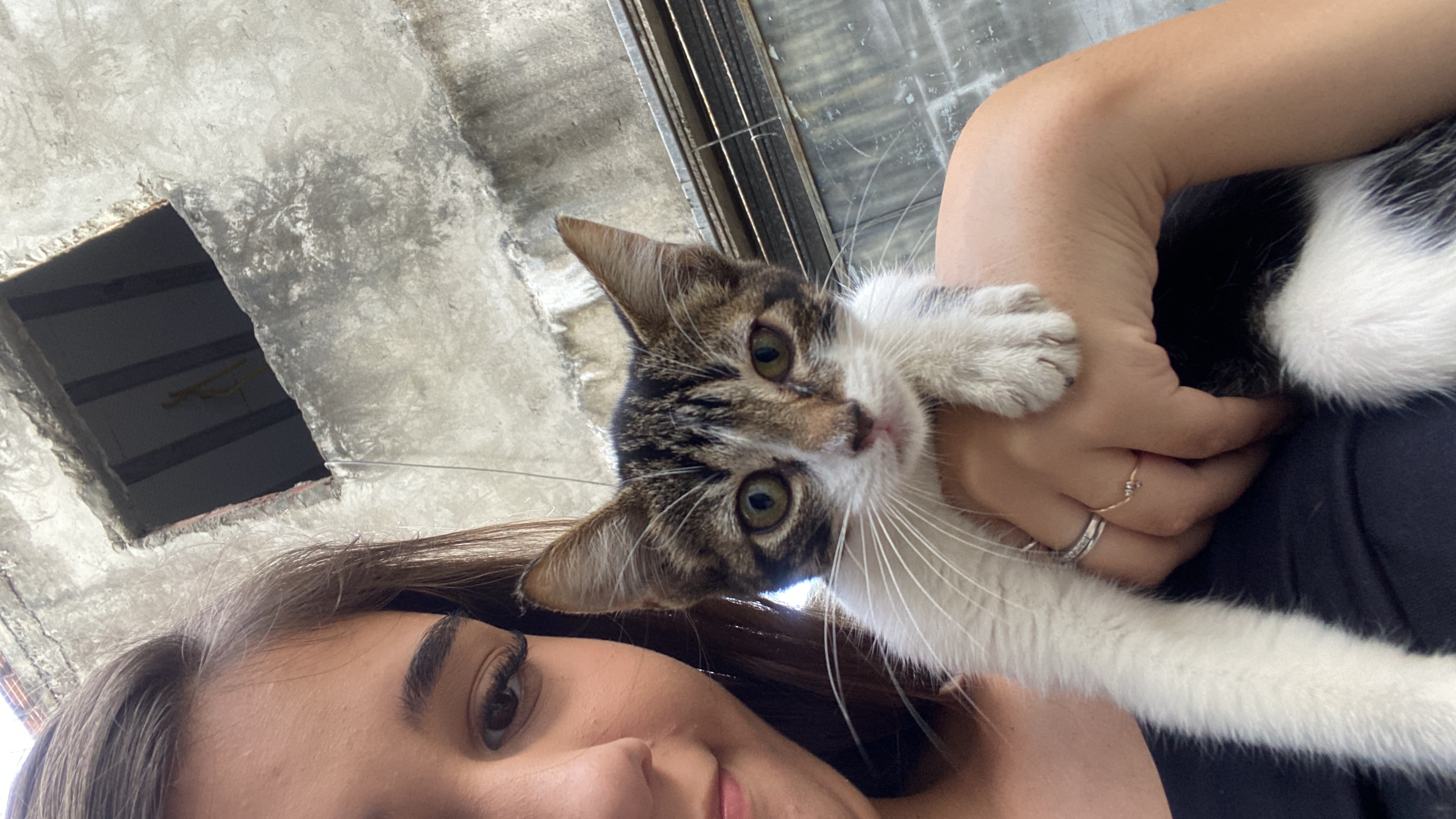 Portal Adocão Adoção de gatinha de 3 Meses Recife 