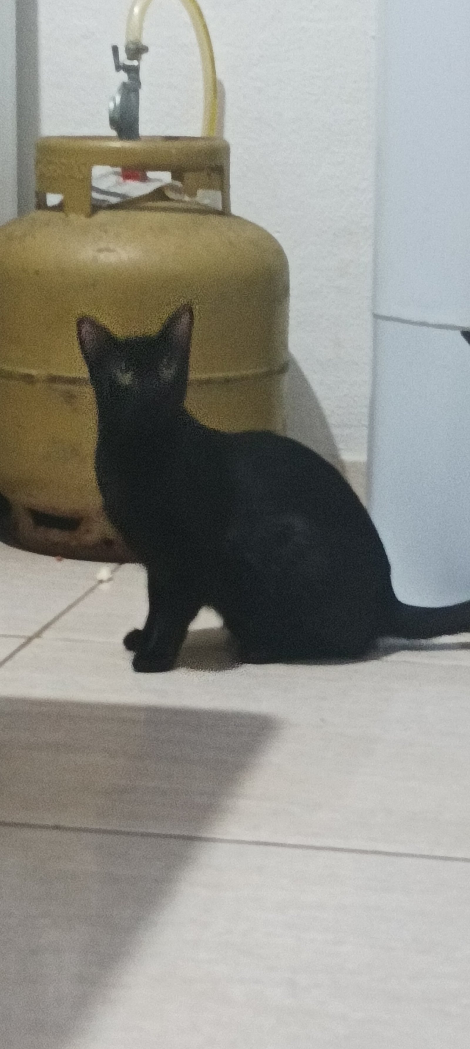 Portal Adocão Doação de Casal de Gatos pretos  Contagem 