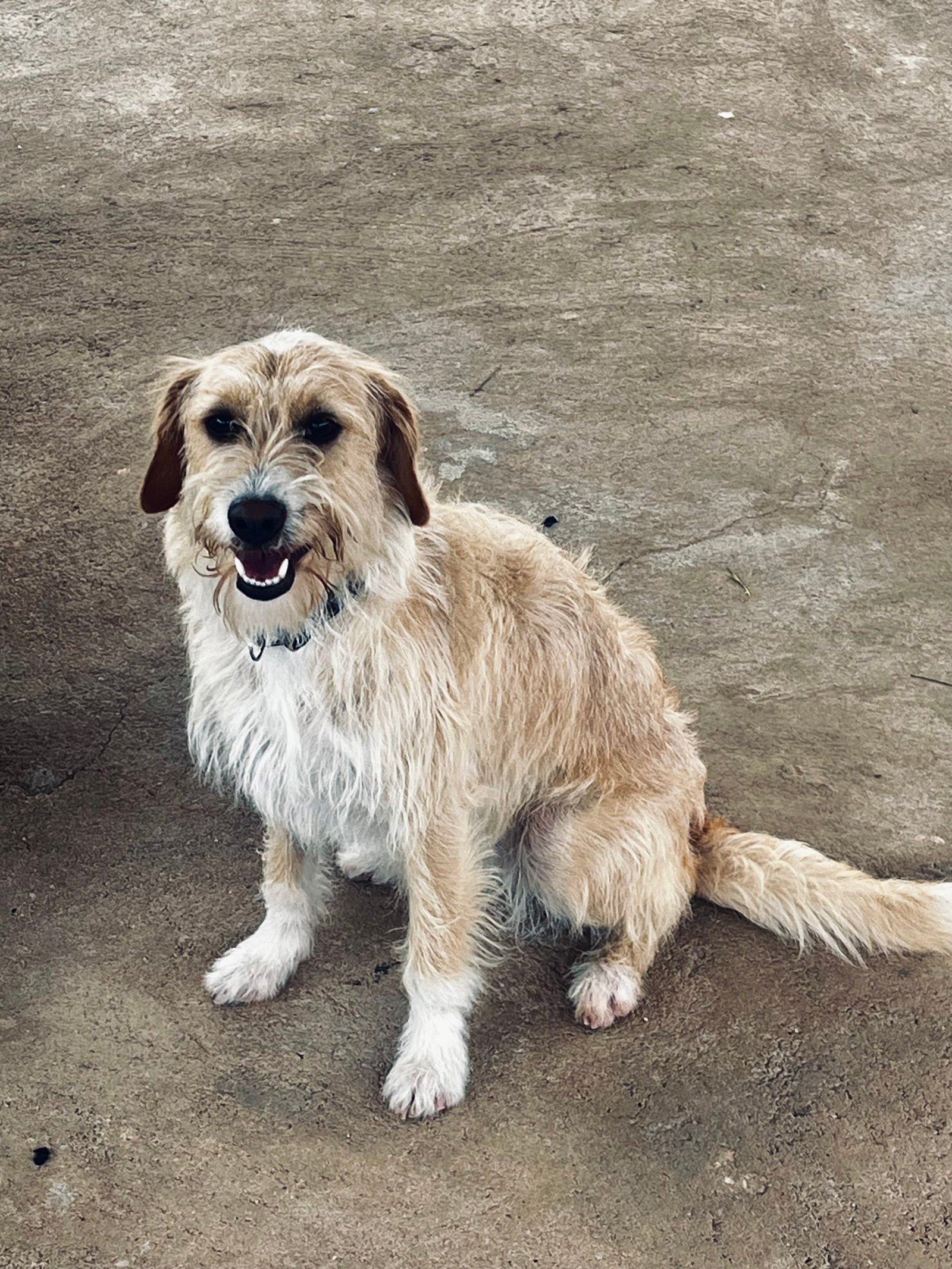 Portal Adocão Cachorra fêmea para adoção  Divinópolis 