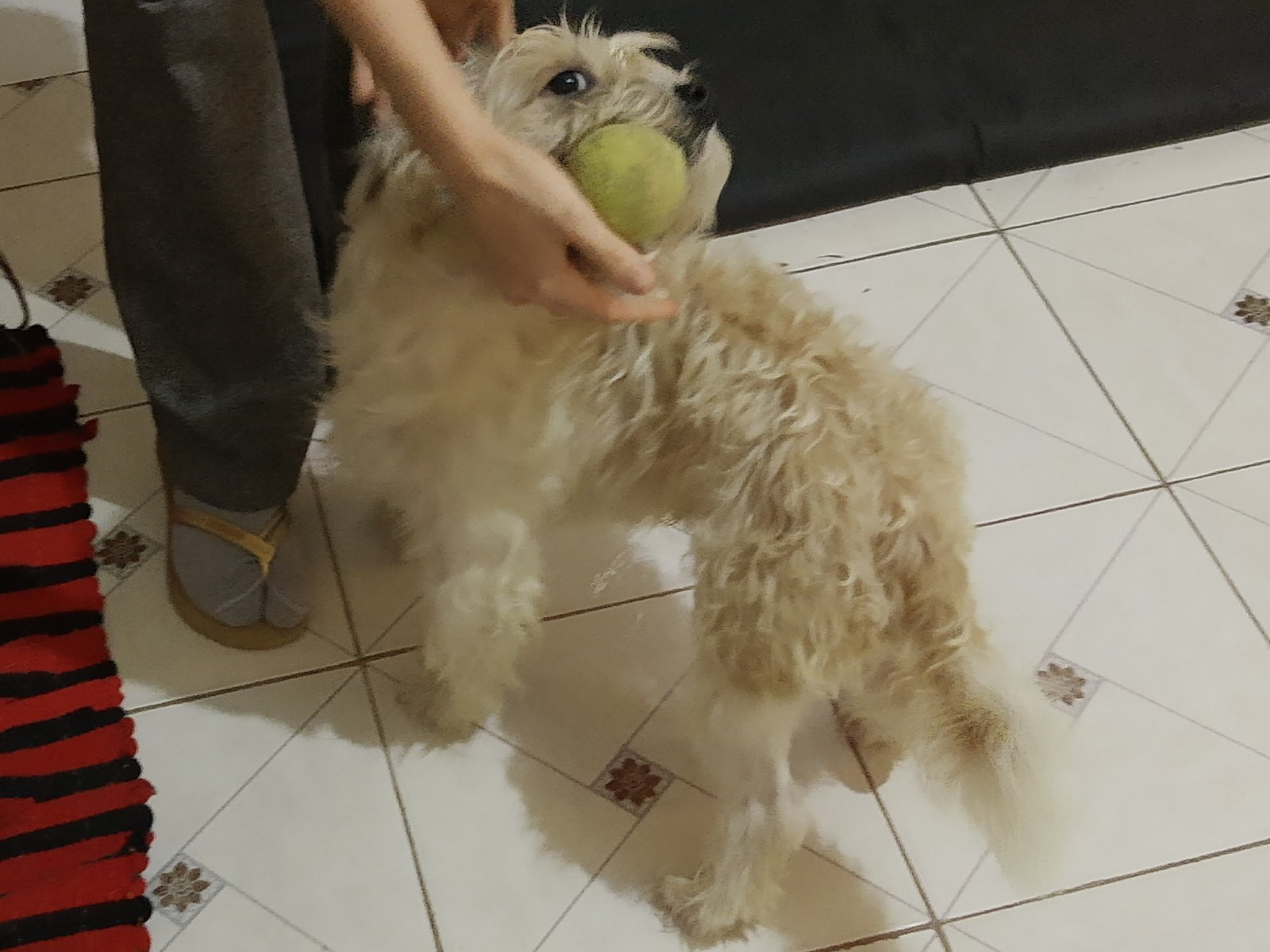 Portal Adocão Doação shih tzu (Cheetos) mestiço muito dócil JANDIRA