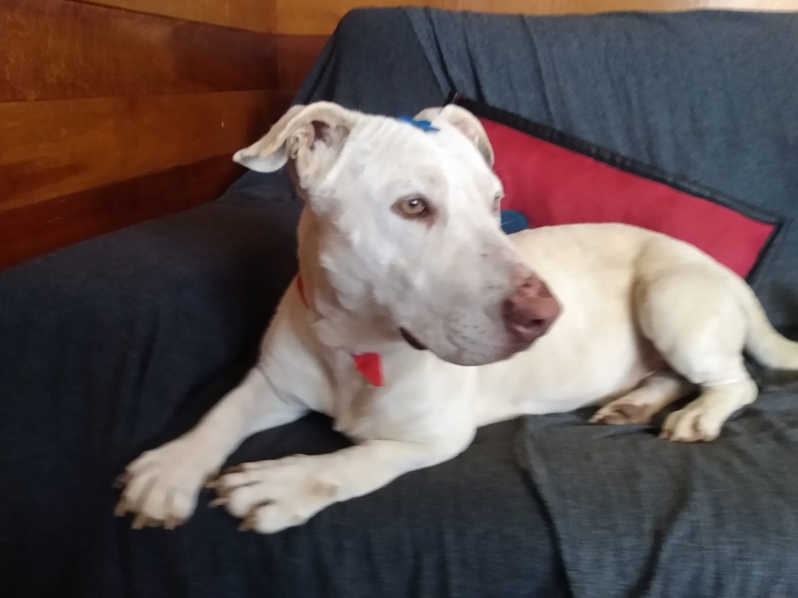 Portal Adocão Cãozinho Adulto pra Adoção  São José dos Pinhais 