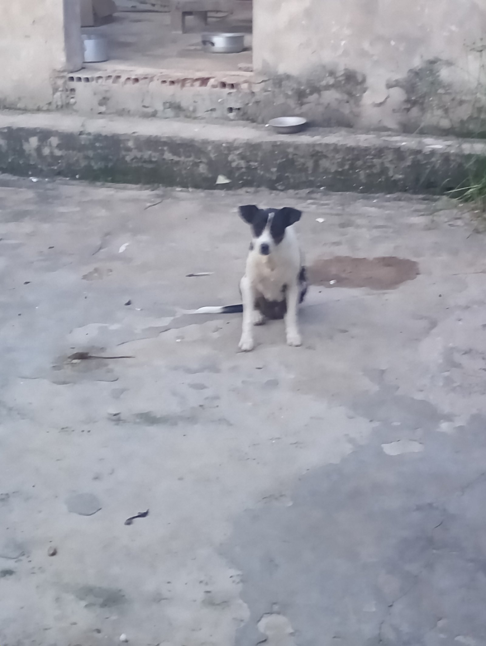 Portal Adocão Adote a Vaquinha  São Luís