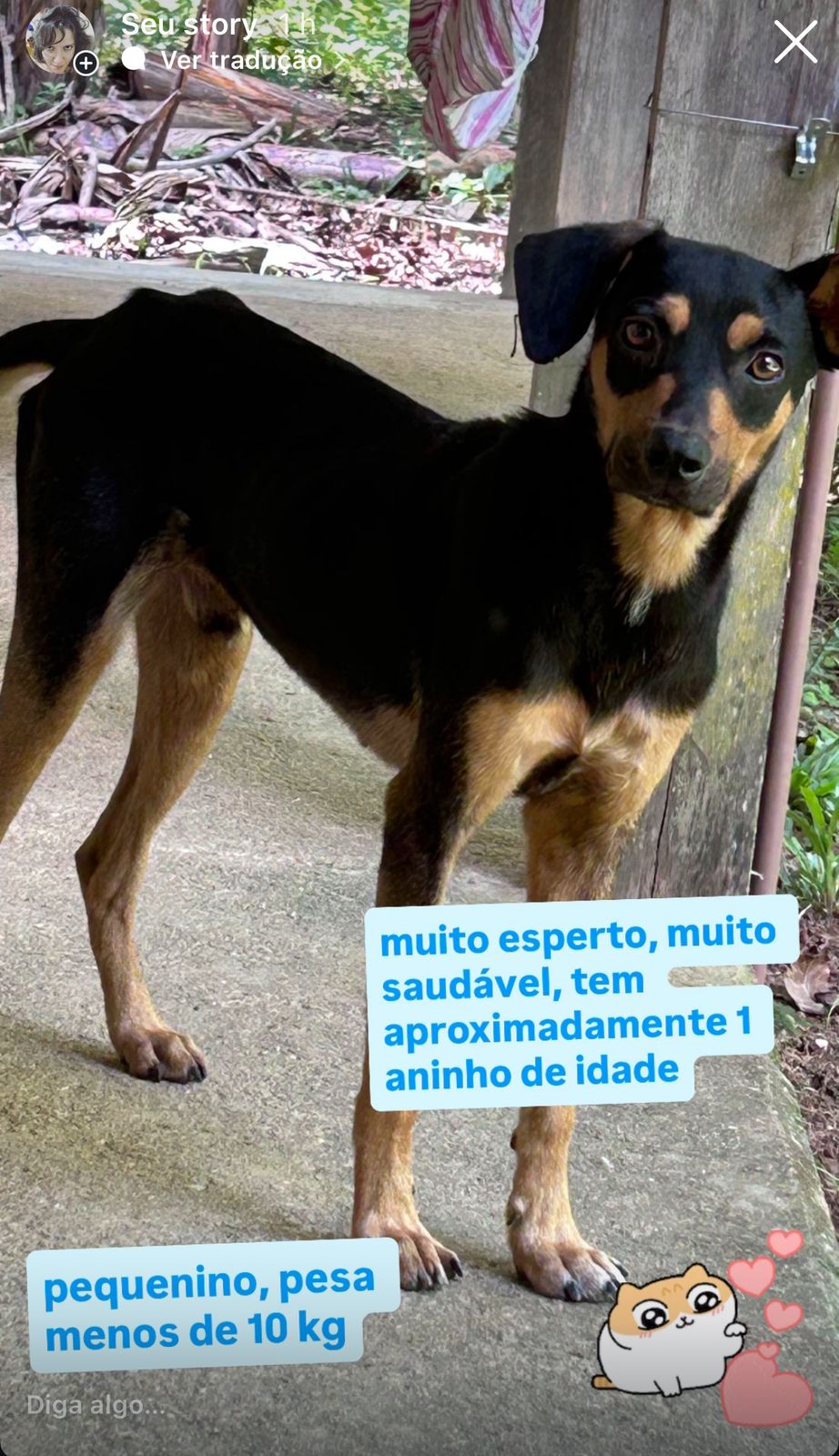 Portal Adocão Cachorrinho para adoção Macaé