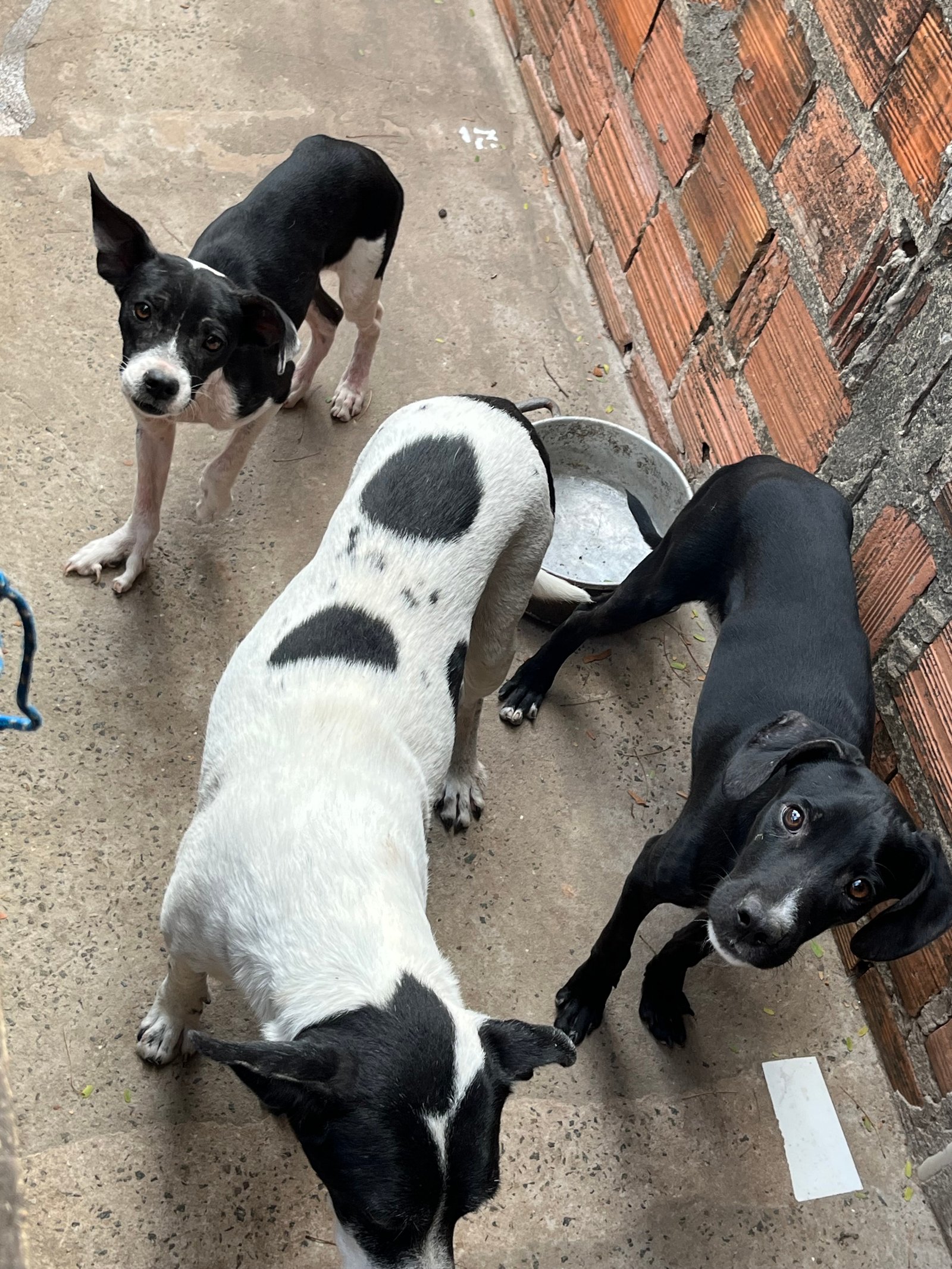 Portal Adocão Cachorro  São Luís