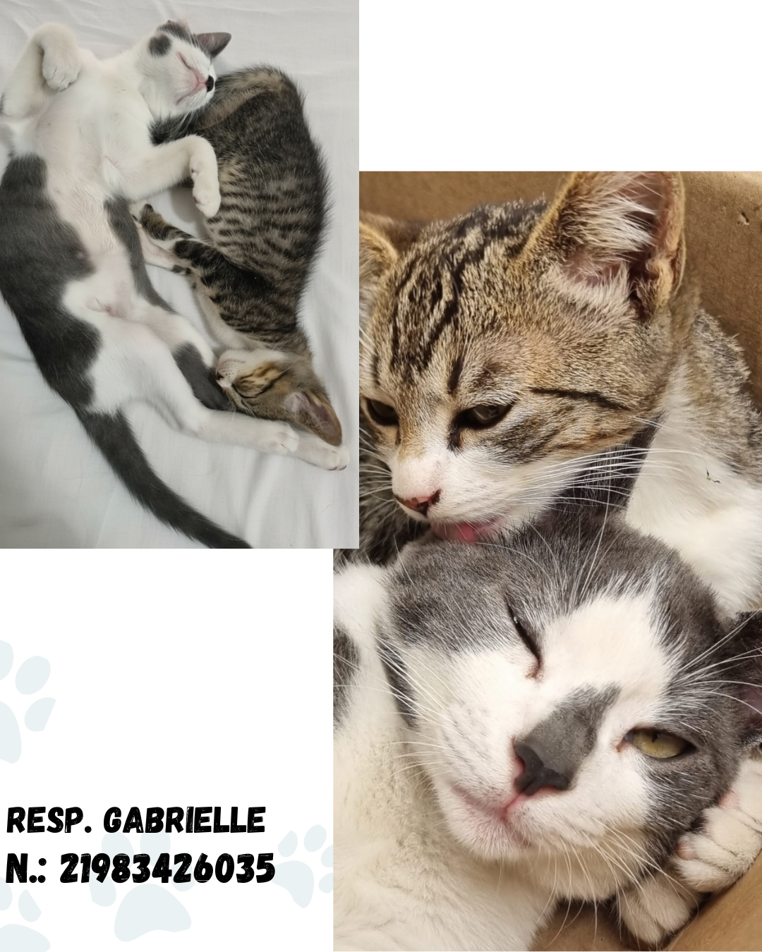 Portal Adocão Adoção gatos filhotes Duque de Caxias