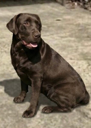 Portal Adocão Doação fêmea de Labrador São Paulo