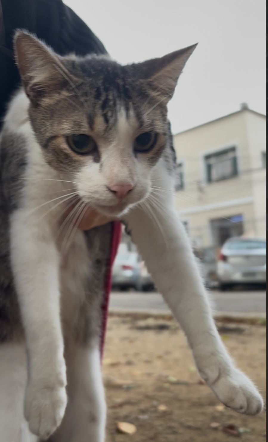 Portal Adocão Leo - gatinho doce para adoção ou lar temporário  Rio de Janeiro 