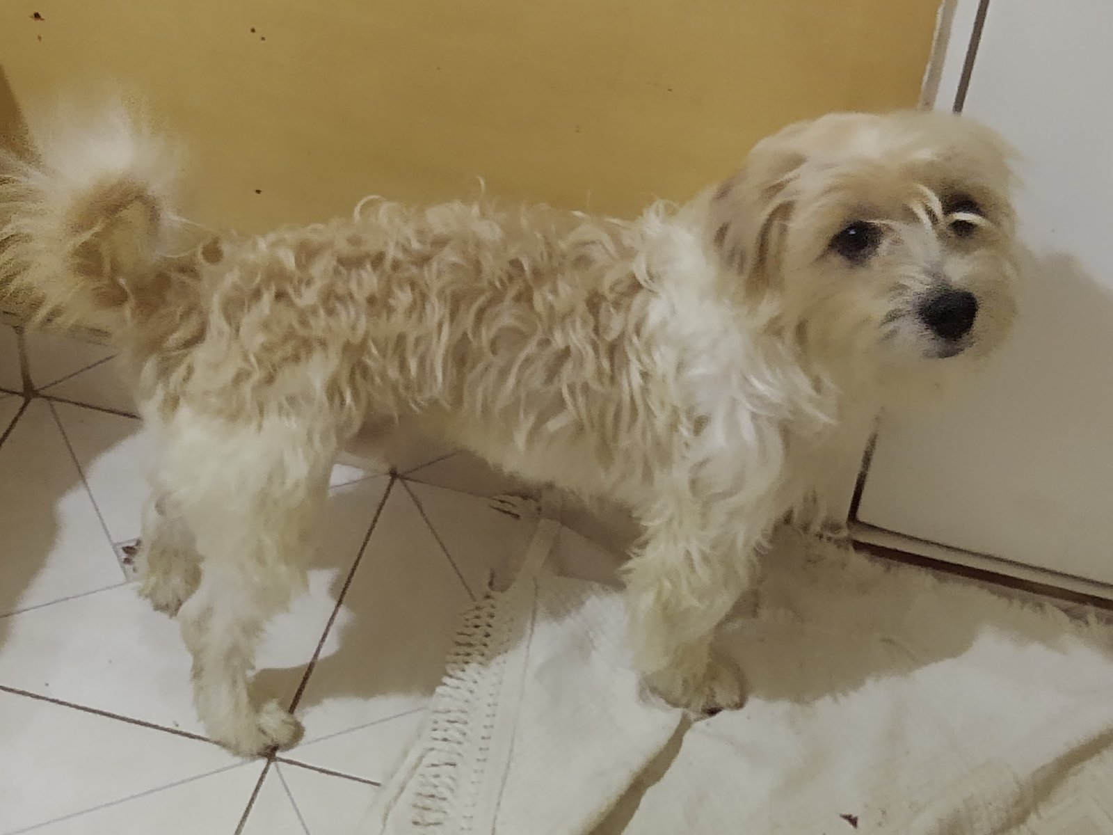 Portal Adocão Doação shih tzu (Cheetos) mestiço muito dócil JANDIRA