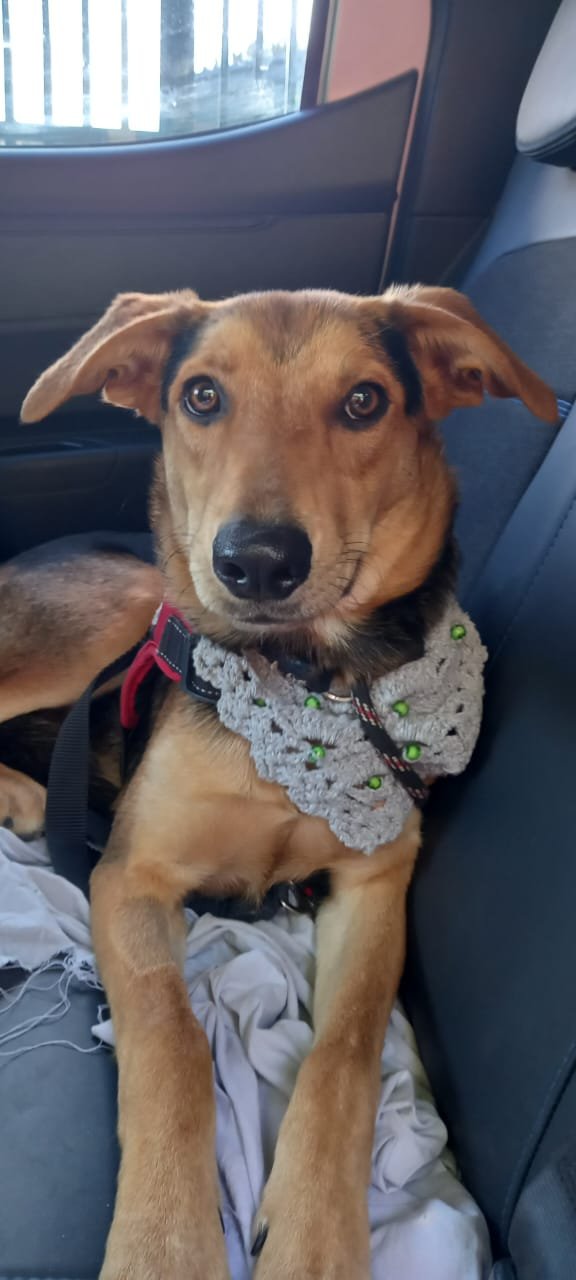 Portal Adocão CÃO macho 12 meses Jacareí 