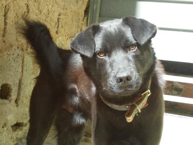 Portal Adocão Marley precisa de um lar responsável  Itaquaquecetuba