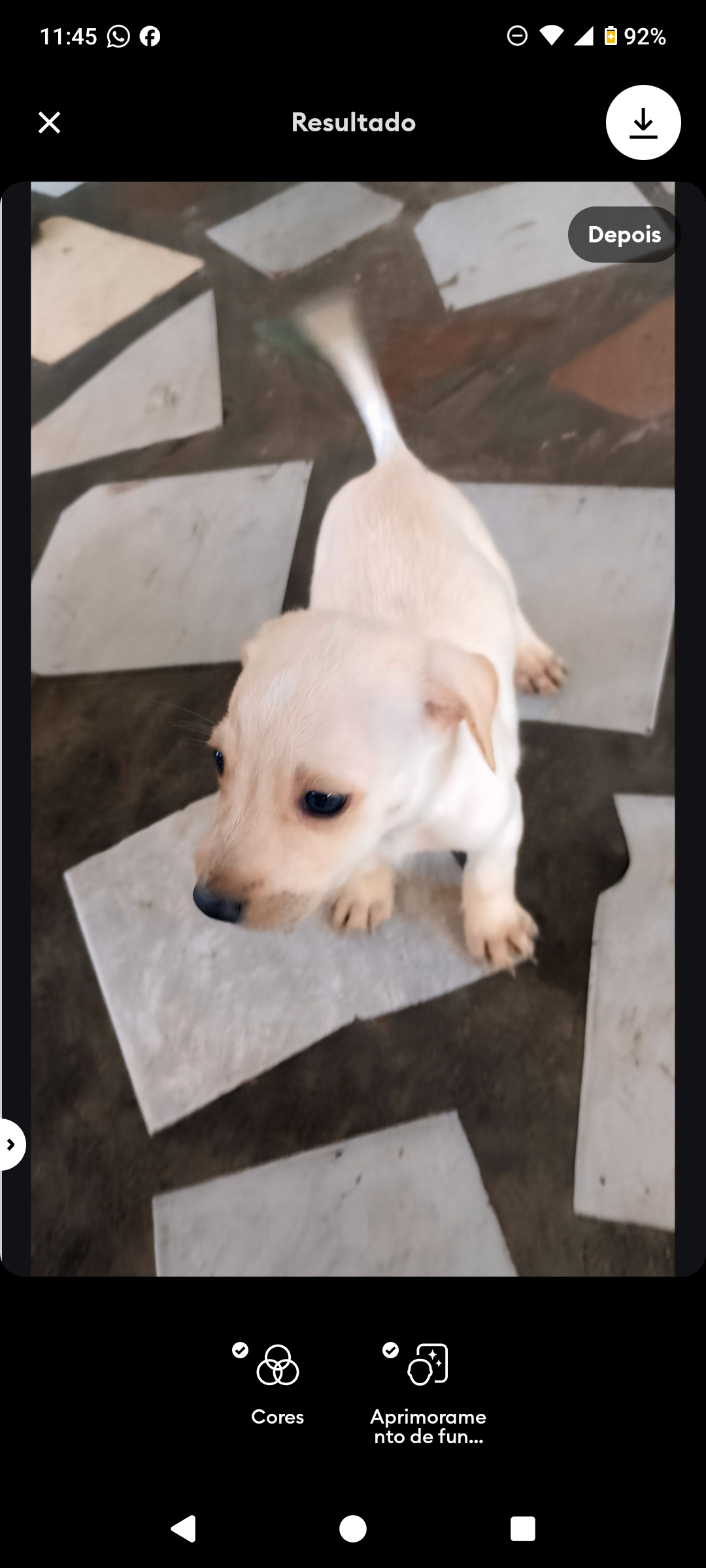 Portal Adocão Cães de raça filhotes  Manaus 