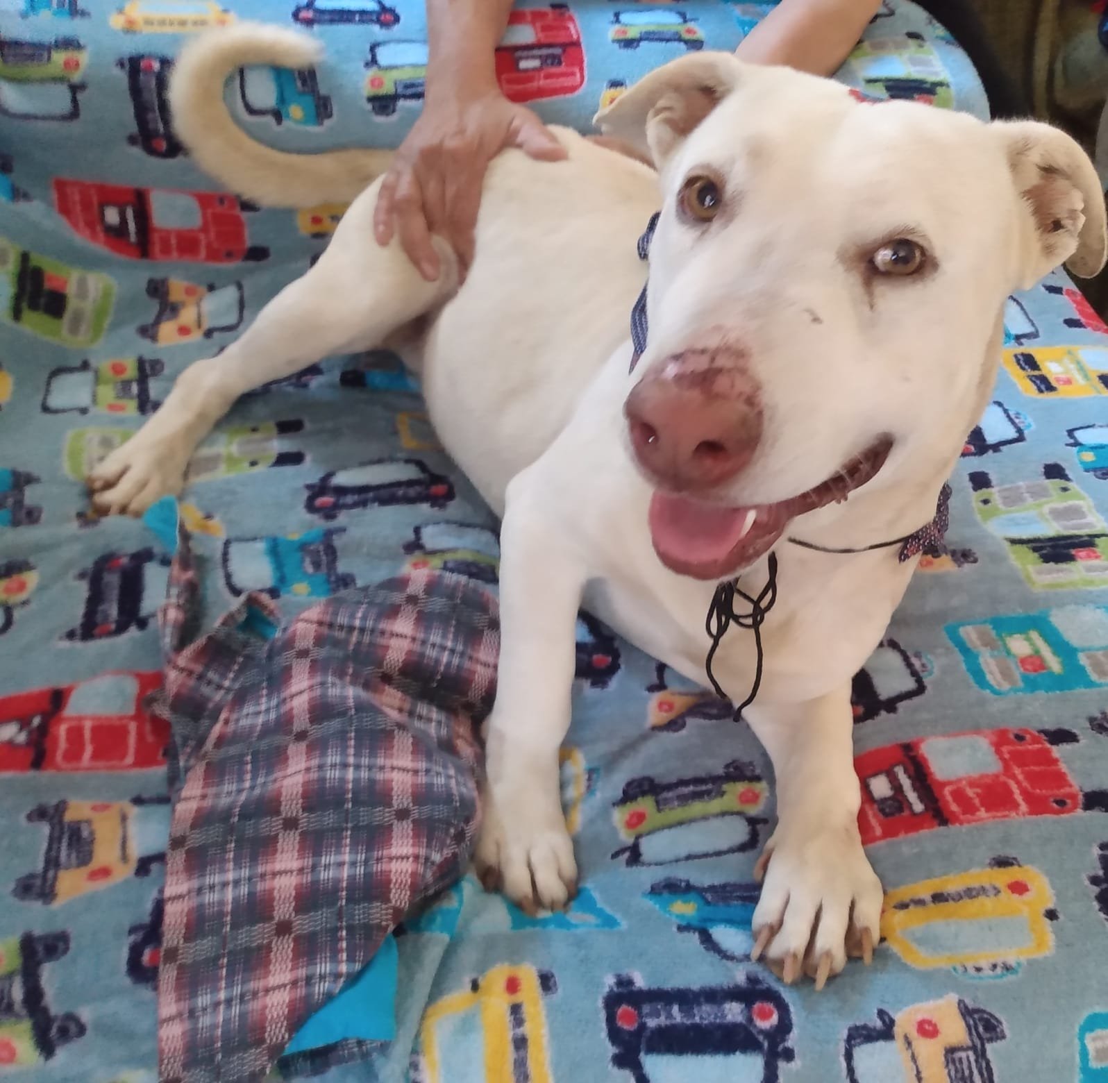 Portal Adocão Cãozinho Adulto pra Adoção  São José dos Pinhais 