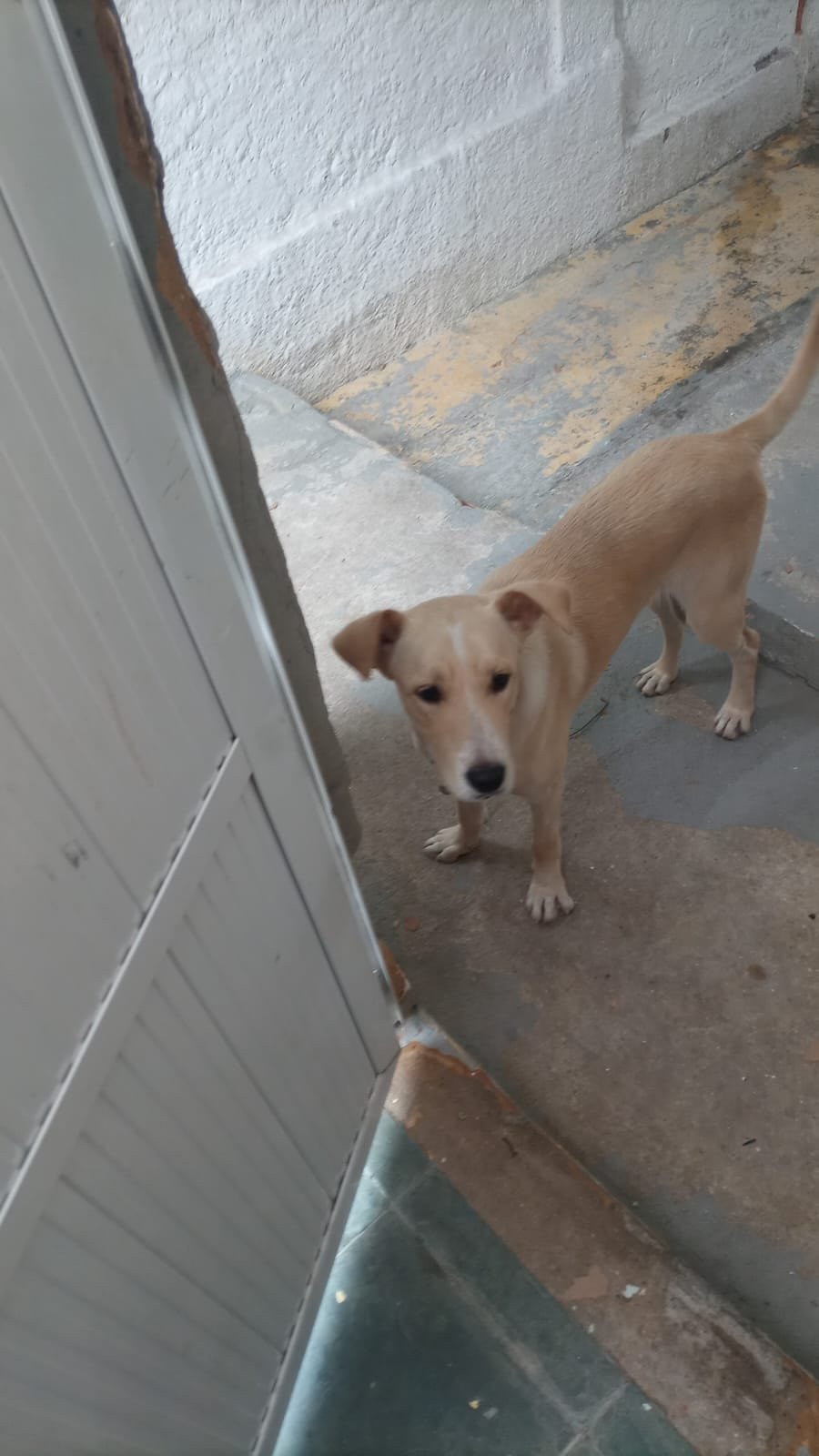 Portal Adocão Adote esse lindo cachorro resgatado e cuidado Rio de Janeiro