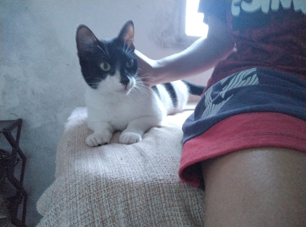 Portal Adocão Gato frajola para adoção  Salvador