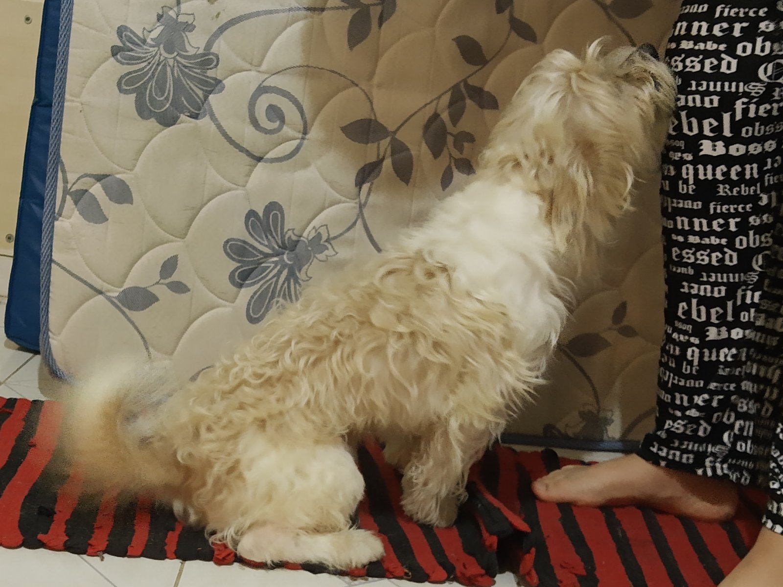 Portal Adocão Doação shih tzu (Cheetos) mestiço muito dócil JANDIRA