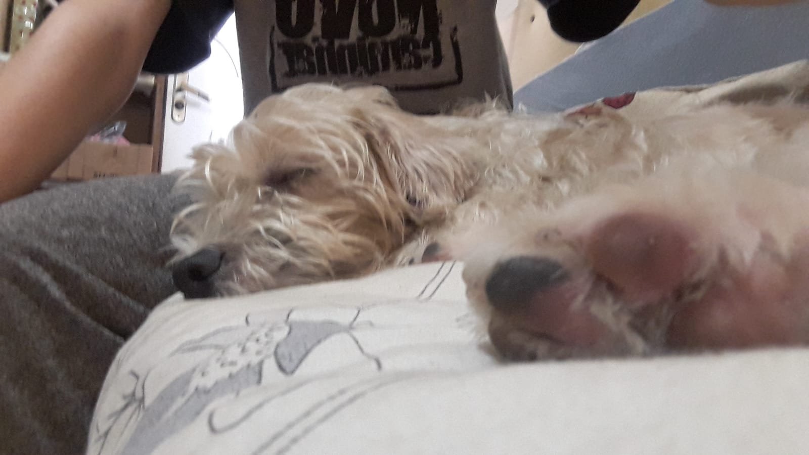 Portal Adocão Doação shih tzu (Cheetos) mestiço muito dócil JANDIRA