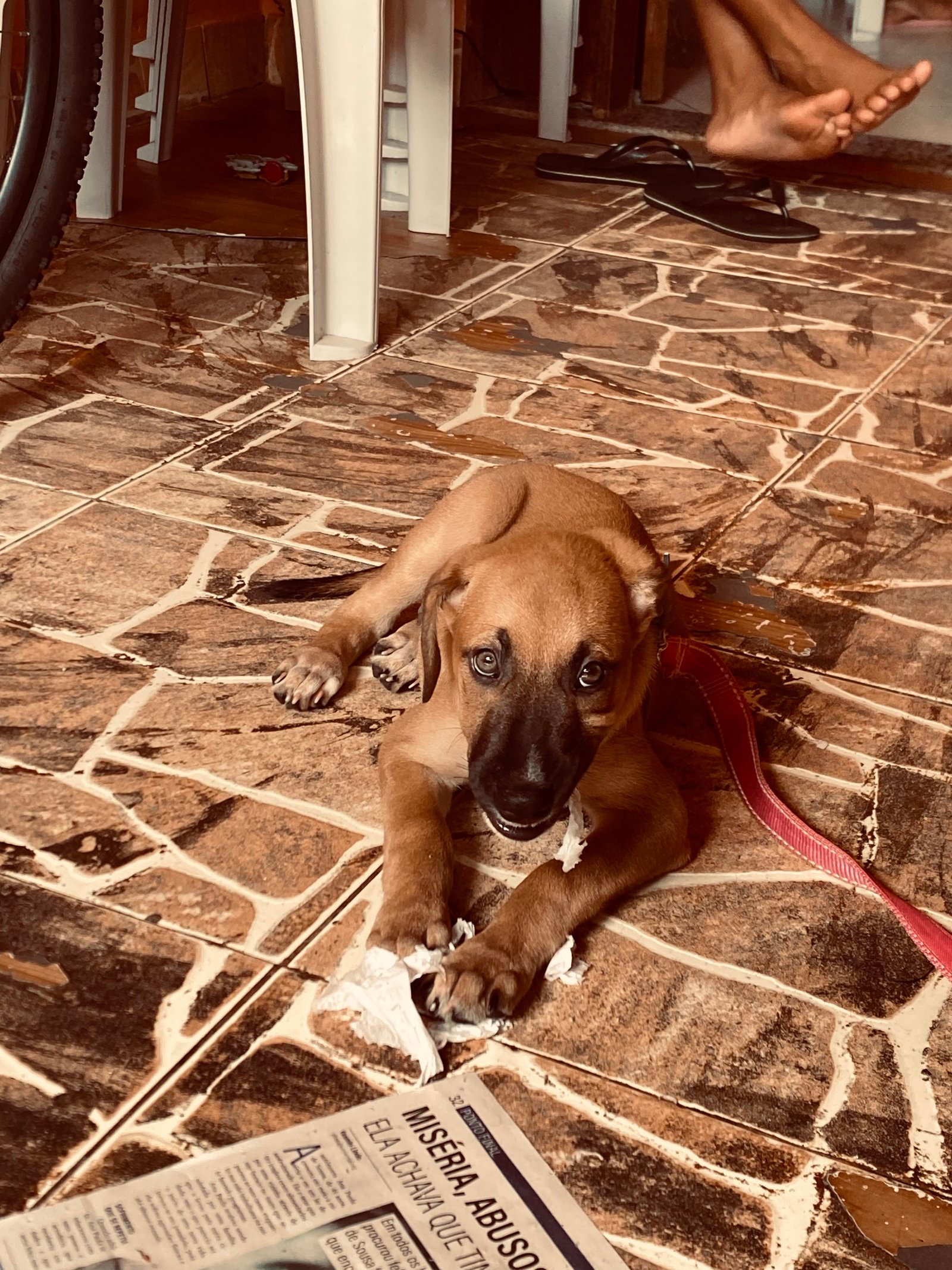 Portal Adocão Cachorro macho. (Filhote) Salvador 
