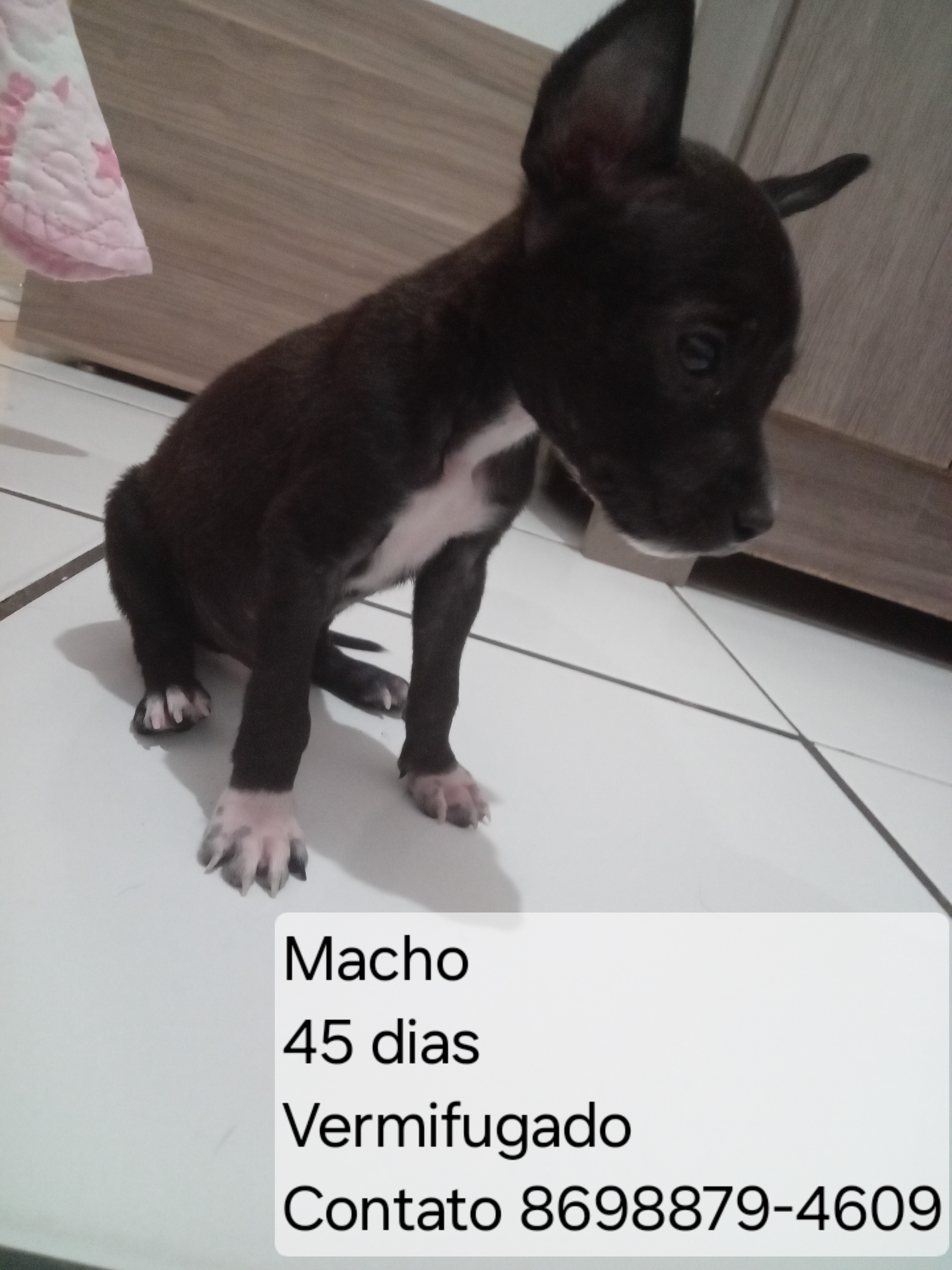 Portal Adocão Filhotes para Adoção  Teresina