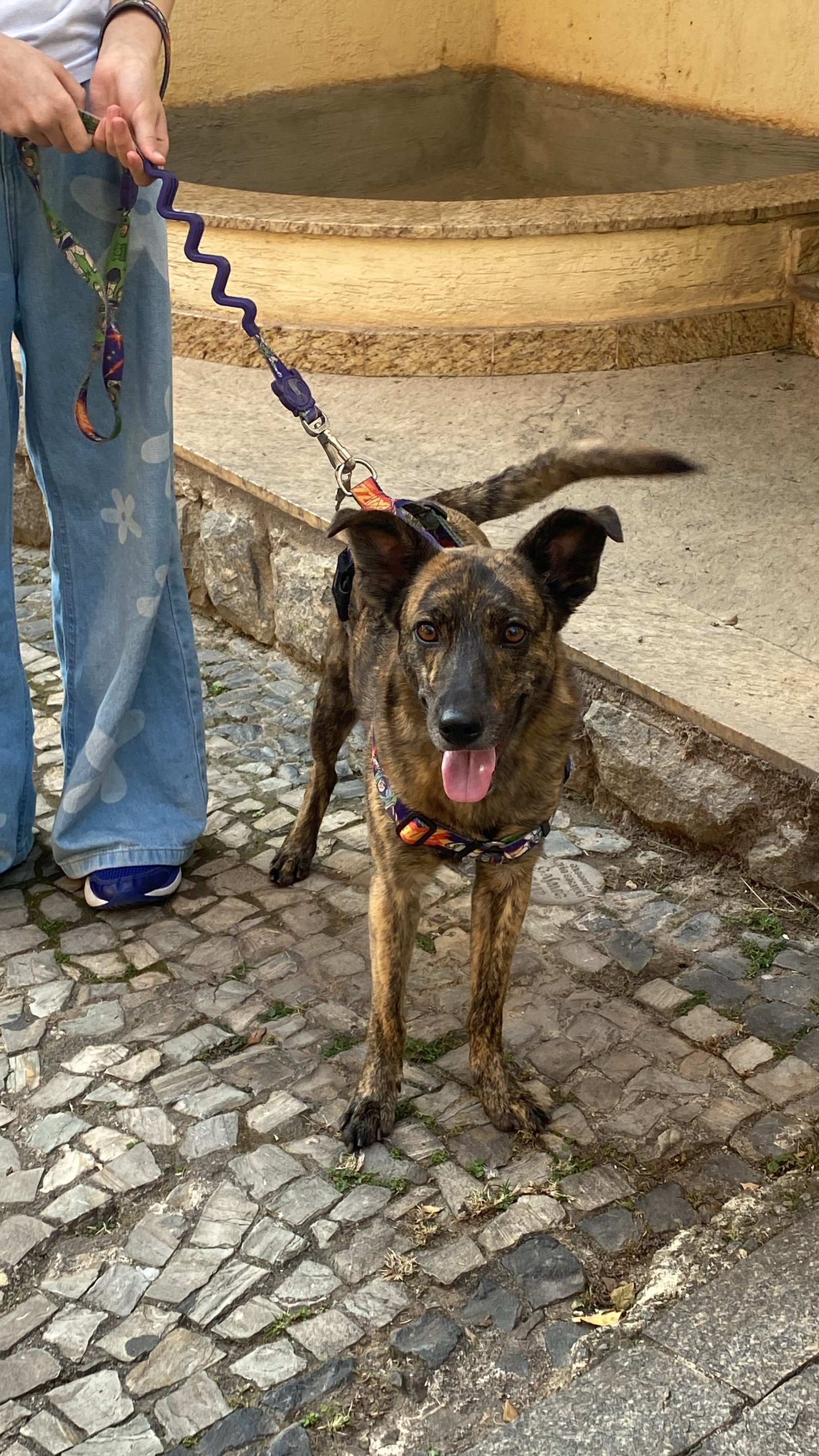 Portal Adocão Barney! Em busca de um lar.  Belo Horizonte