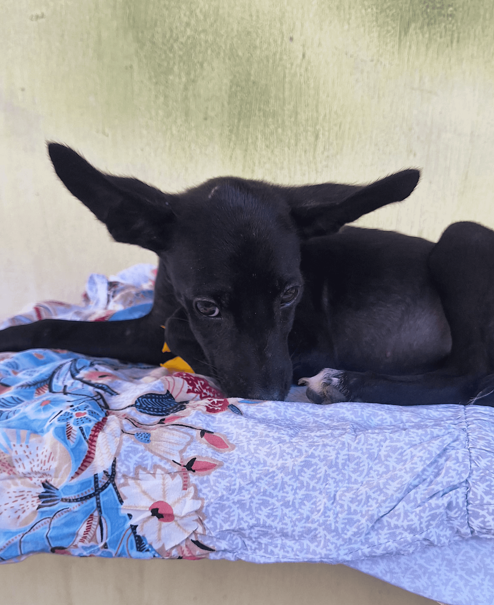 Portal Adocão Filhote fêmea para adoção NOSSA SENHORA DO SOCORRO-SE