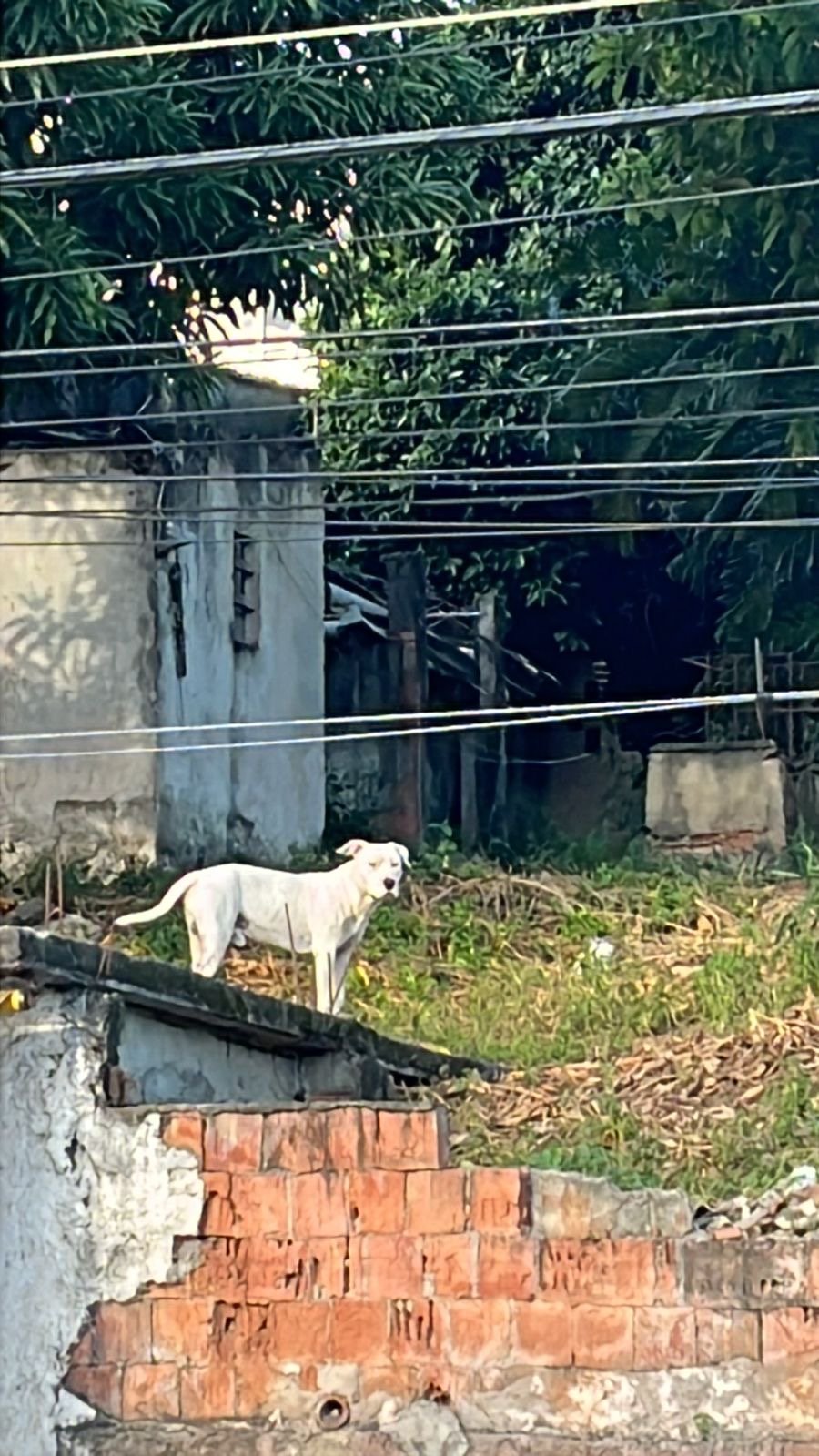 Portal Adocão PITBULL MACHO DÓCIL PARA ADOÇÃO  Rio de Janeiro