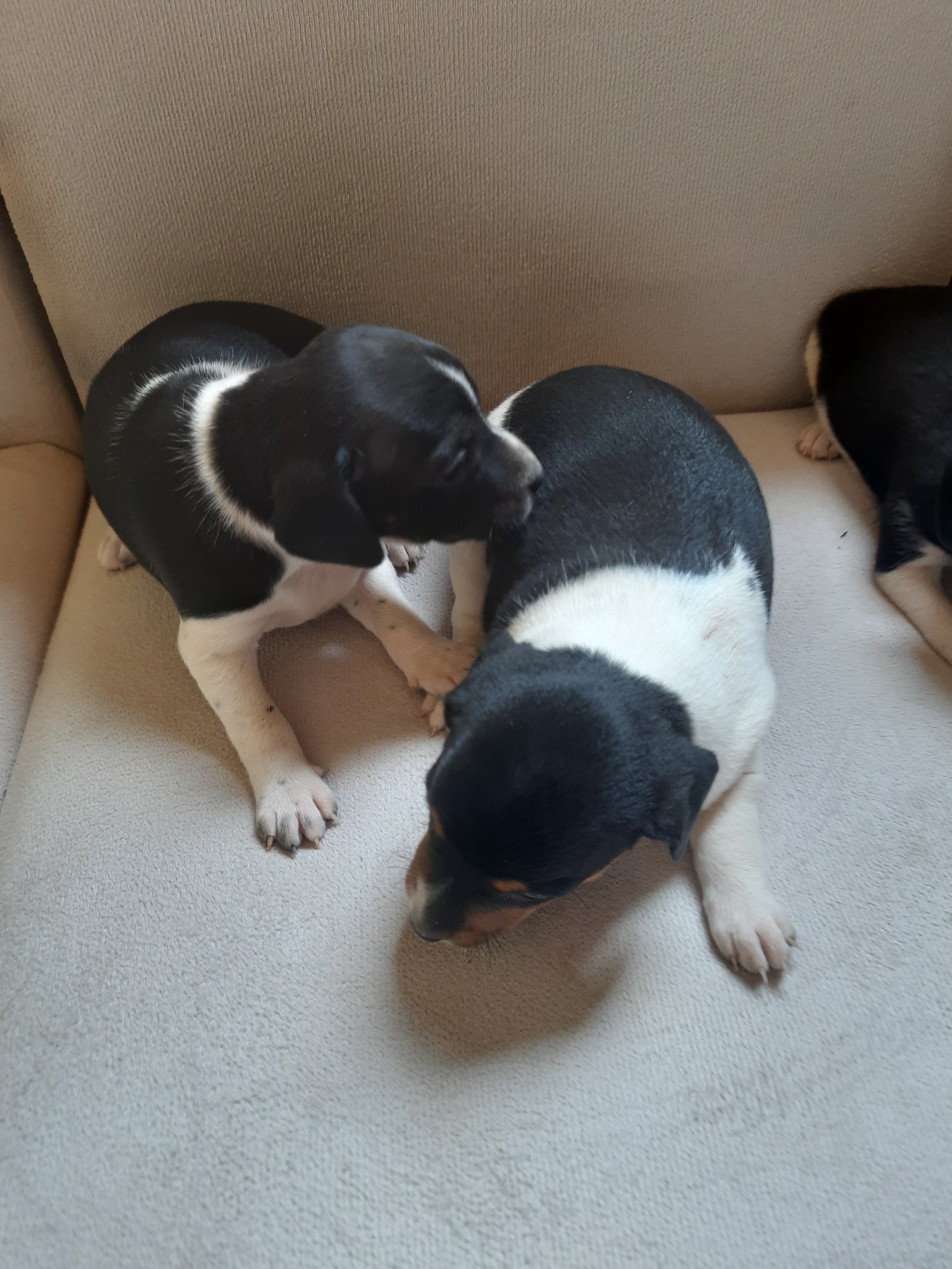 Portal Adocão Adoção de animais  Anápolis
