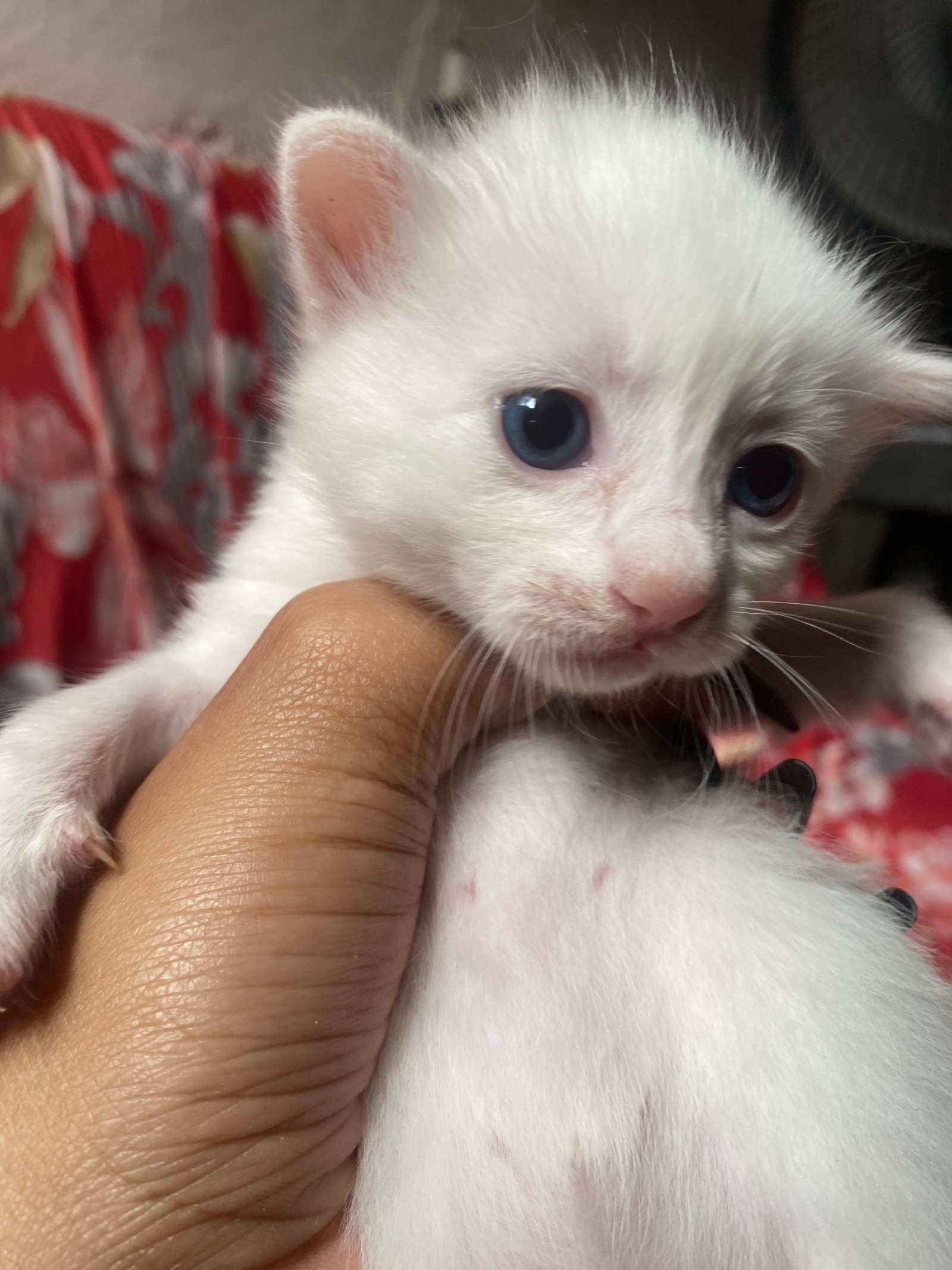 Portal Adocão Gatos lindos 🥰 Recife