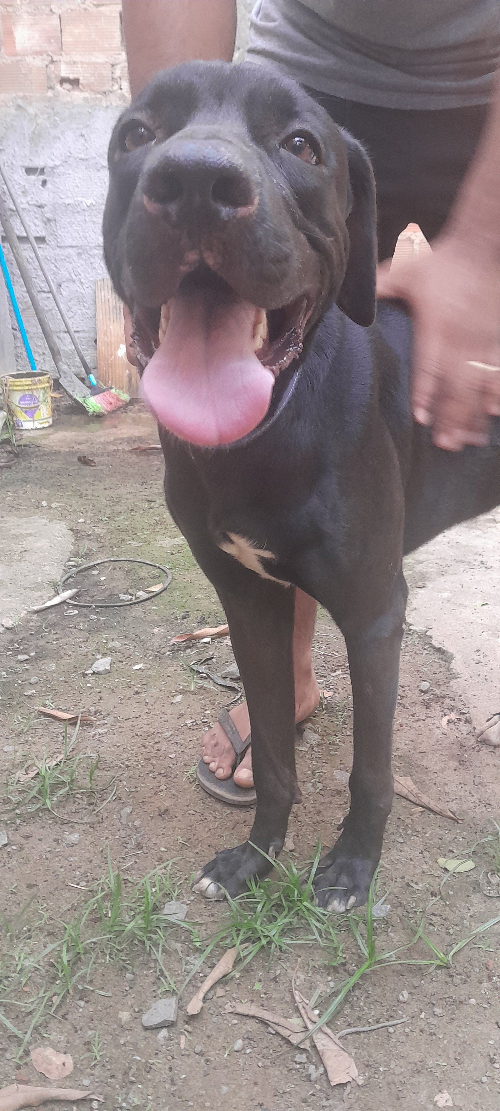 Portal Adocão Doação Black  Lauro de freutas 