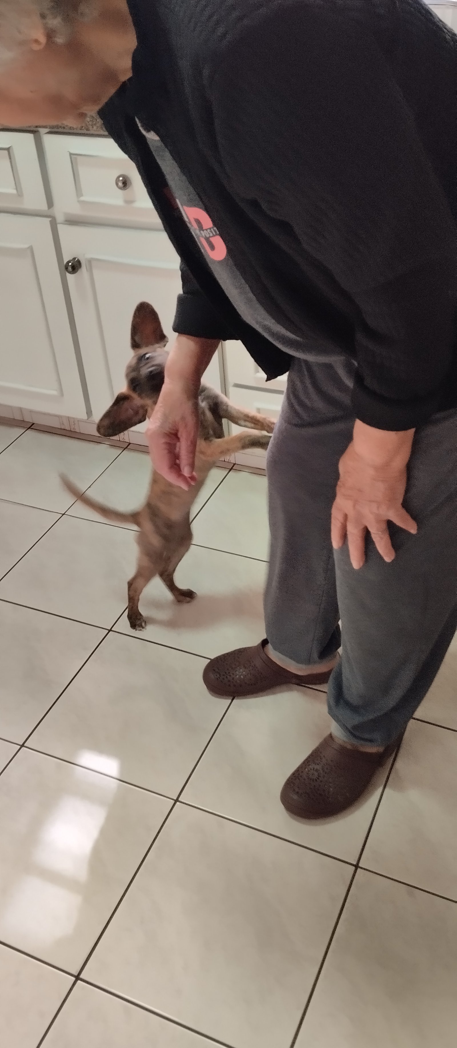 Portal Adocão Filhote fêmea cachorro Maringá 