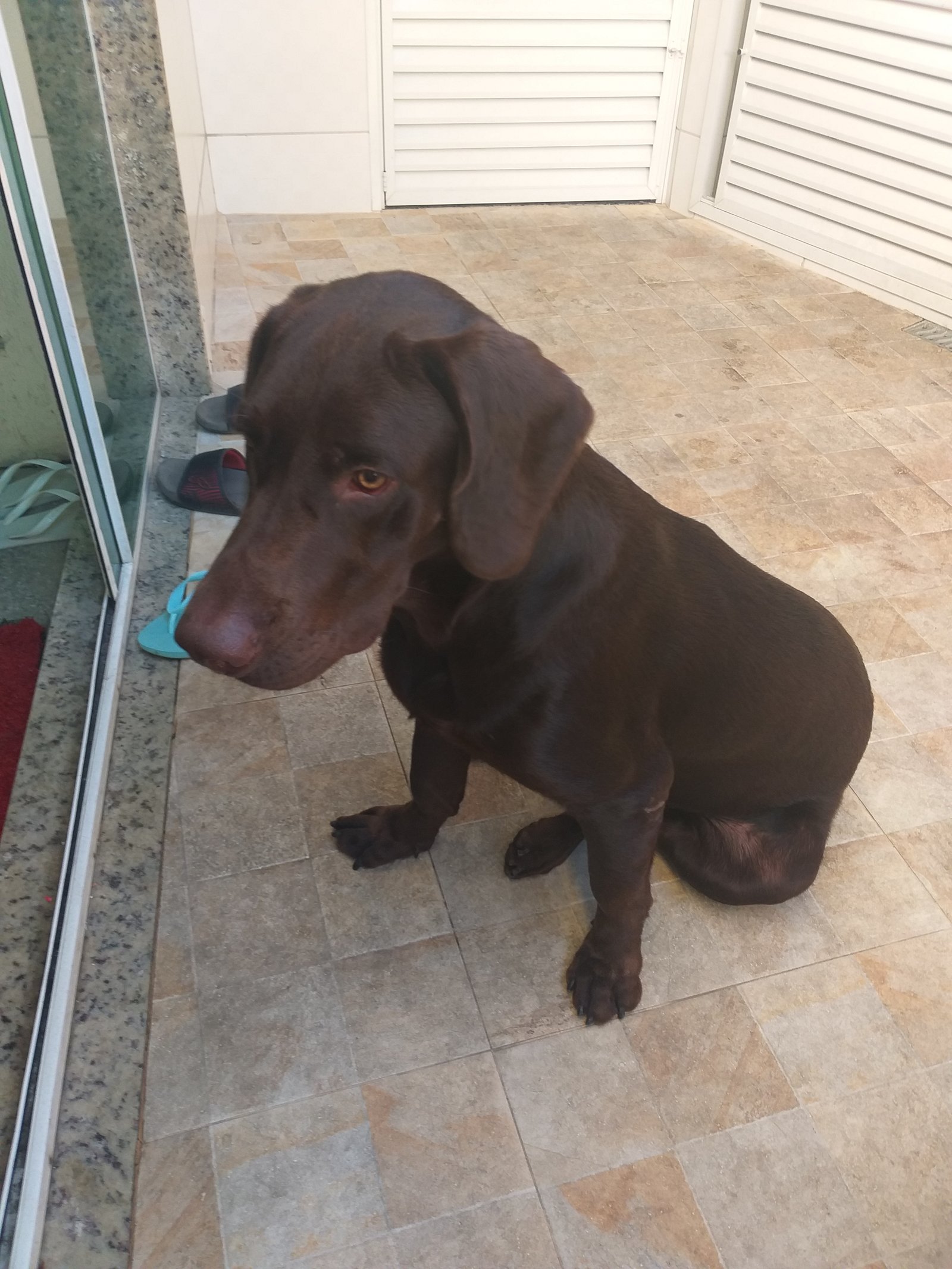 Portal Adocão Doação Cachorro  Rio de Janeiro 