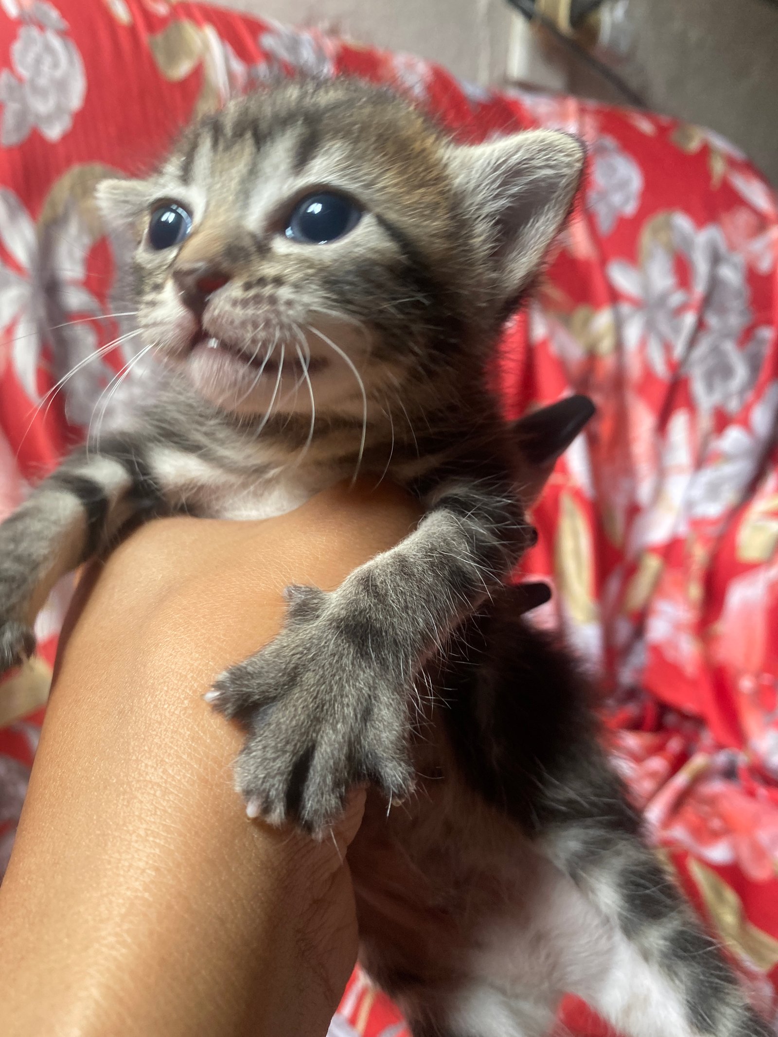 Portal Adocão Gatos lindos 🥰 Recife