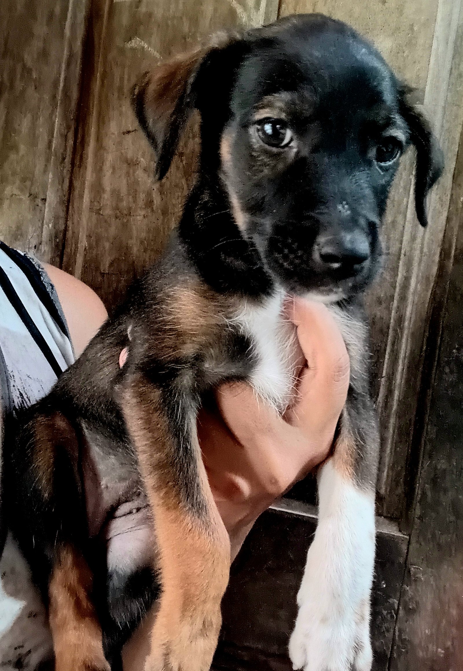 Portal Adocão CACHORRINHOS PRA ADOÇÃO  São Luís
