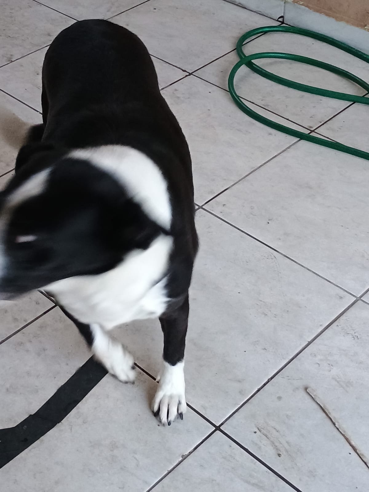 Portal Adocão Estou doando cachorra  Curitiba