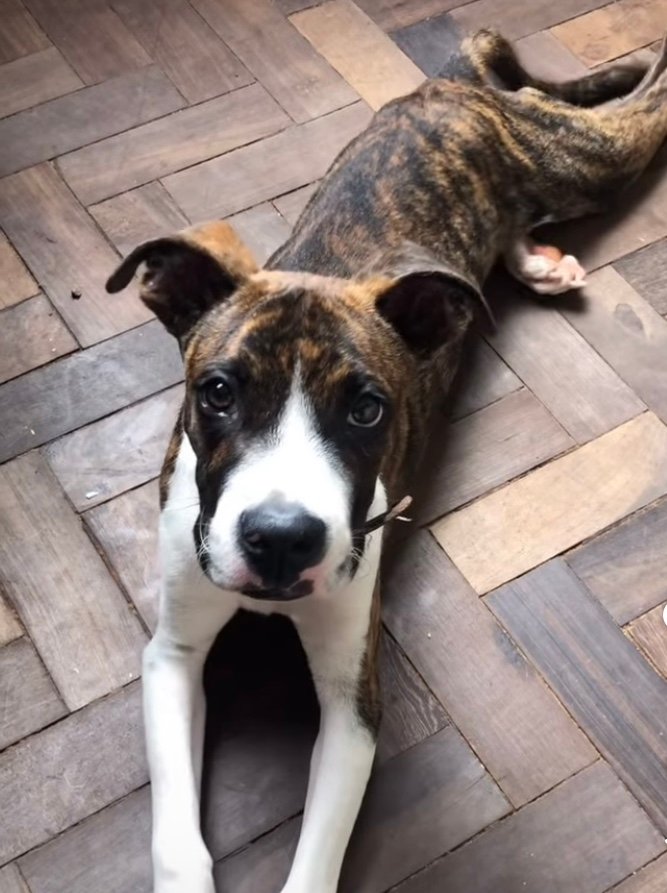 Portal Adocão Doação Lindo filhote de Boxer Guarapari 