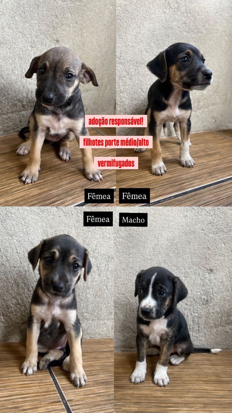 Portal Adocão Filhotes vira lata goiânia 