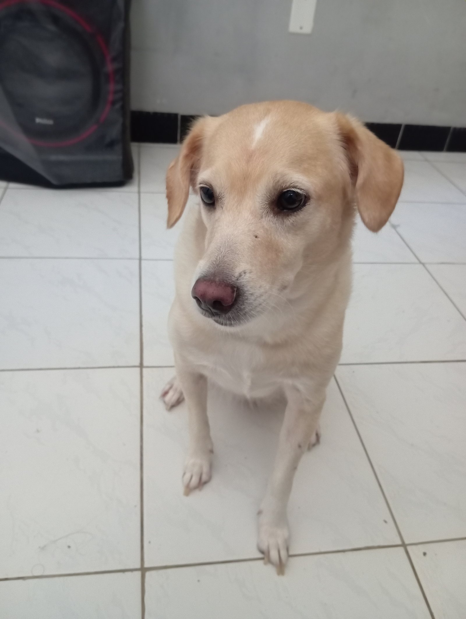 Portal Adocão Doação misturada com labrador  Salvador