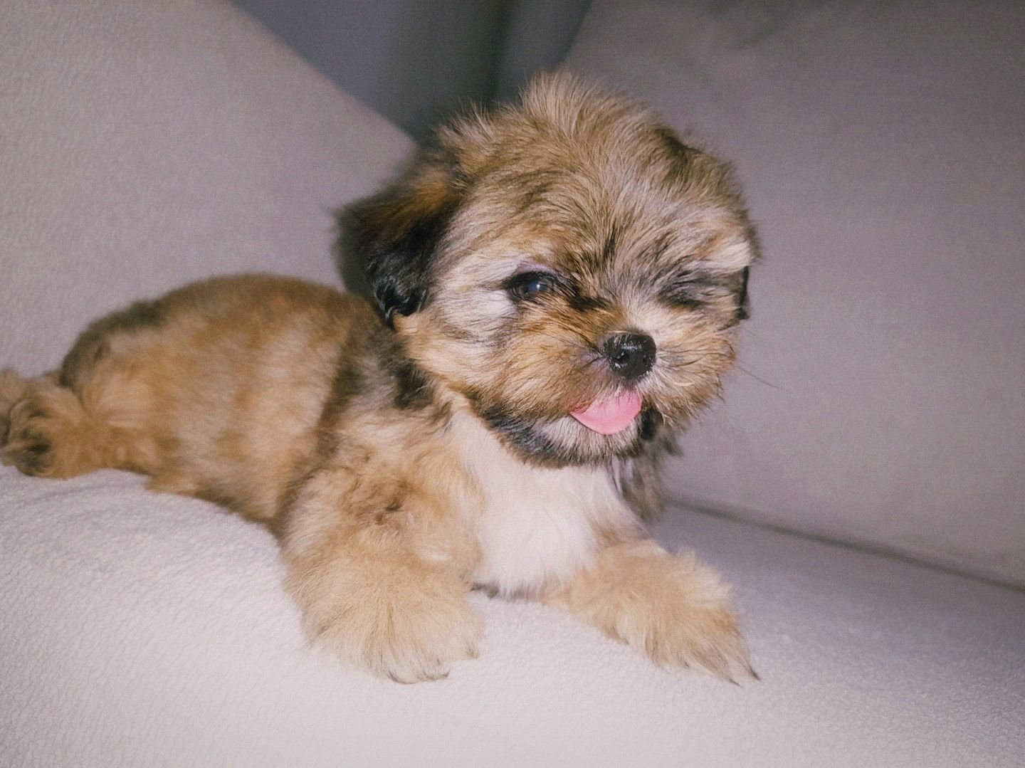 Portal Adocão Filhote de lhasa apso  Conselheiro Lafaiete 