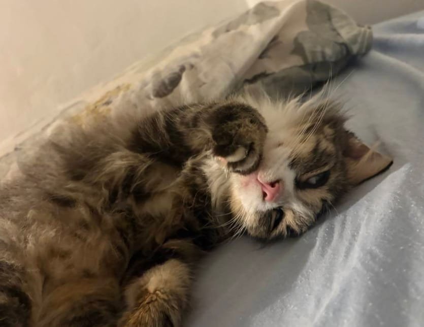 Portal Adocão Look Star - uma gatinha muito fofinha para adoção  Rio de Janeiro