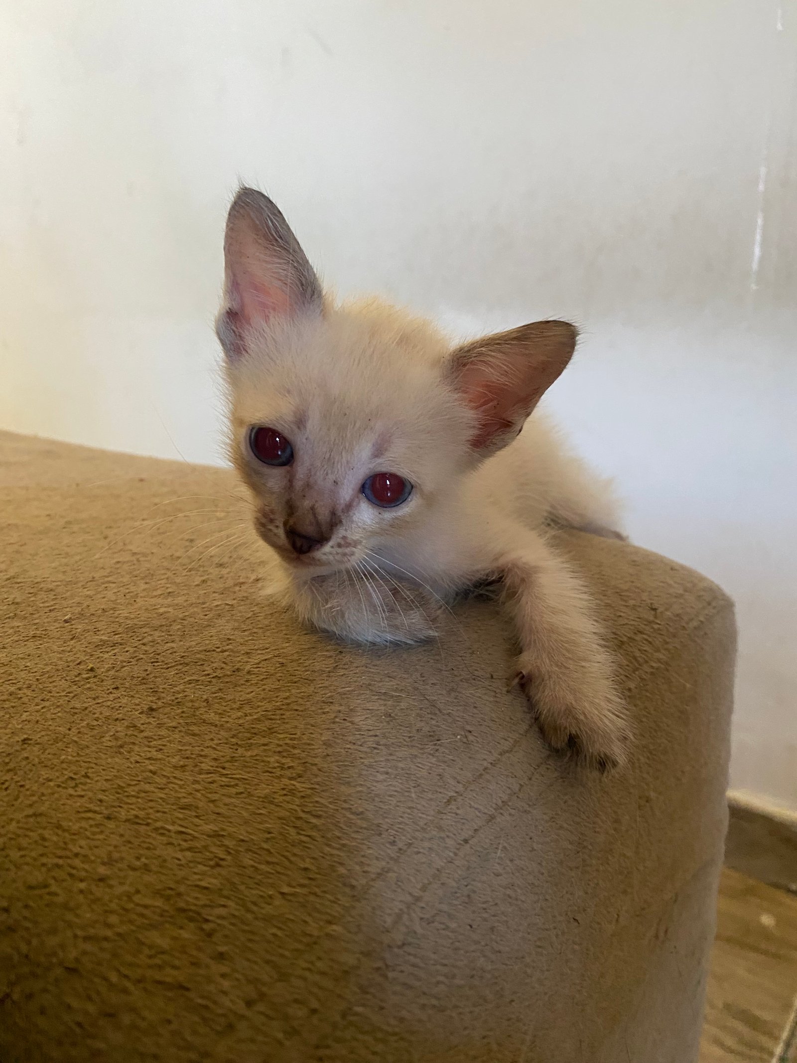 Portal Adocão Doação de gatos  Rio de  janeiro