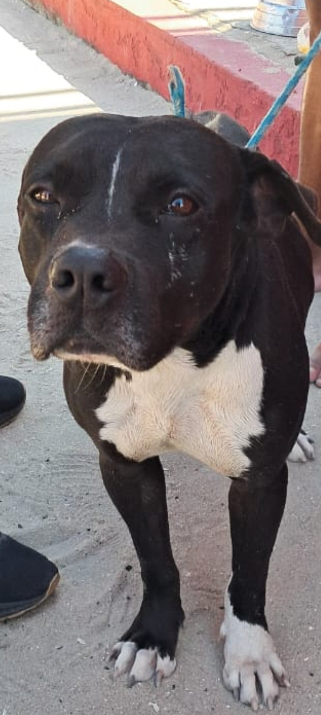 Portal Adocão Cão Adoção  Rio de Janeiro
