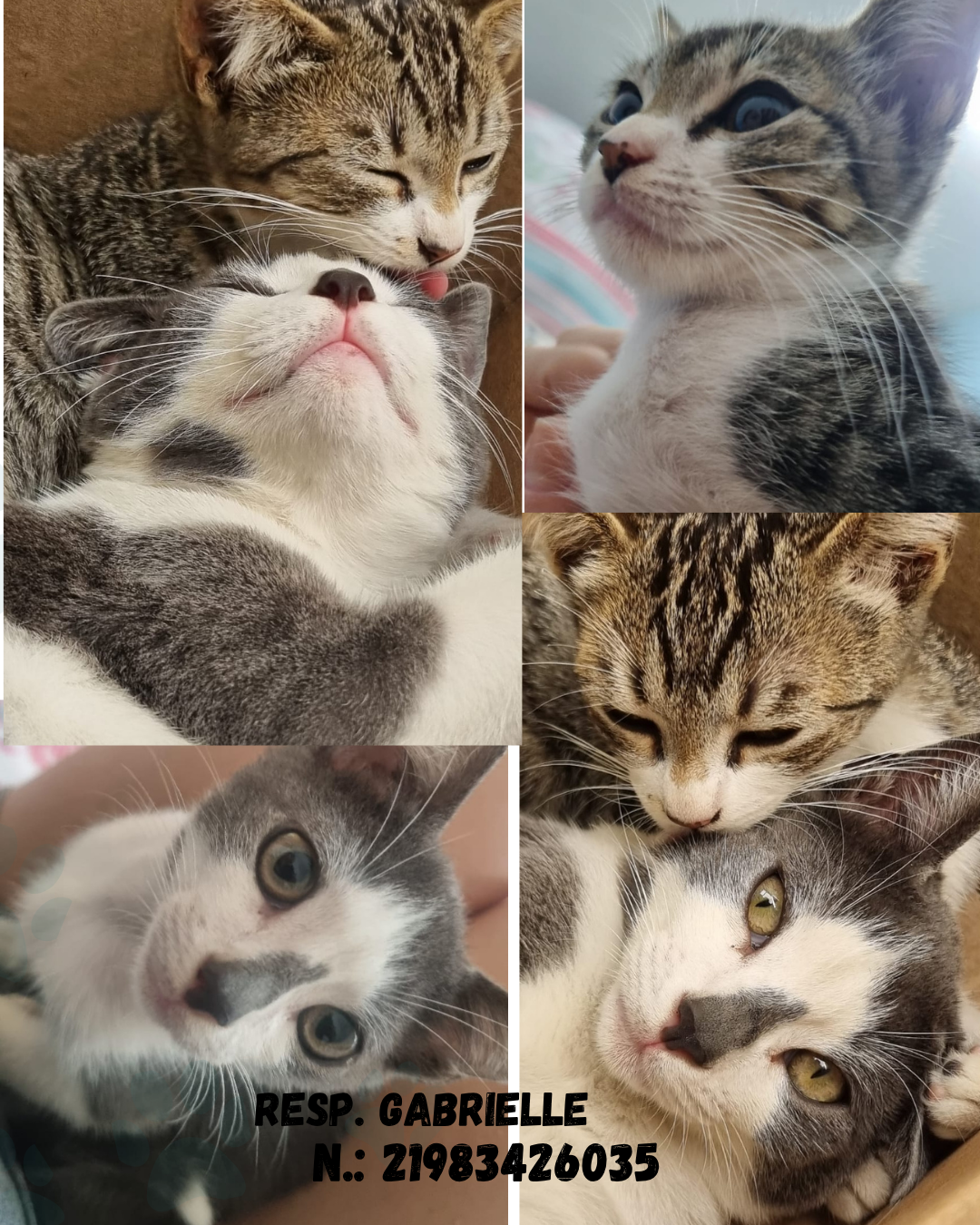 Portal Adocão Adoção gatos filhotes Duque de Caxias