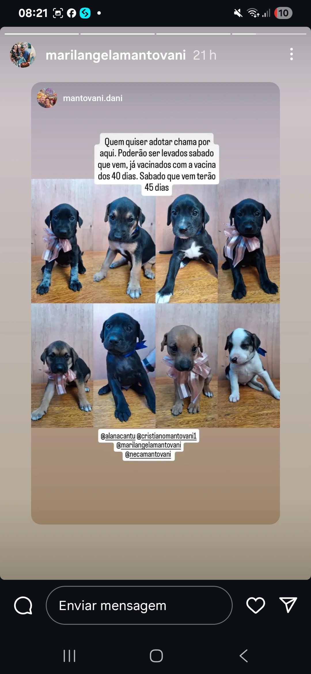 Portal Adocão Doam-se 8 filhotes de doguinhos Canoas