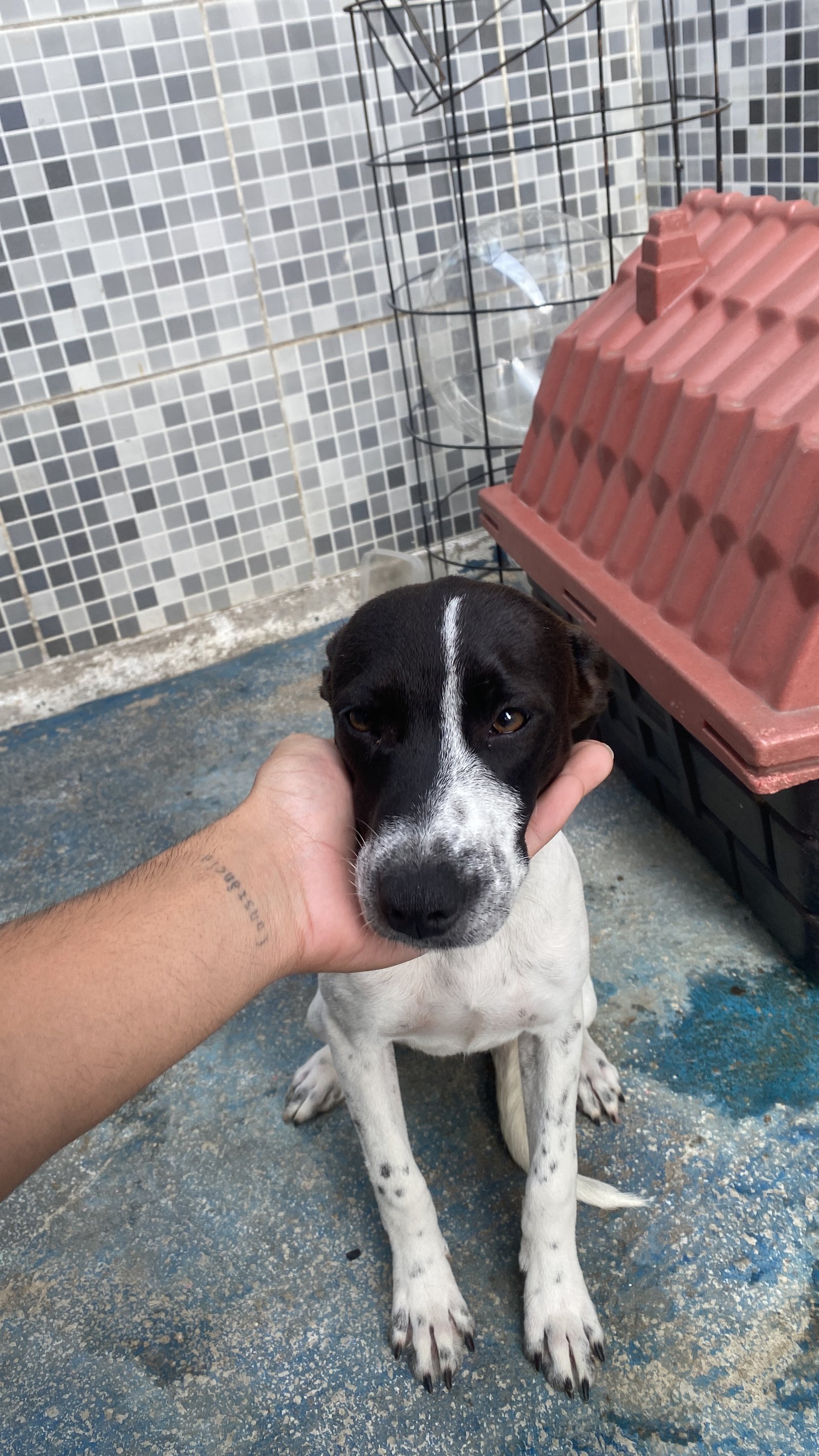 Portal Adocão Duas gêmeas lindas Rio de Janeiro