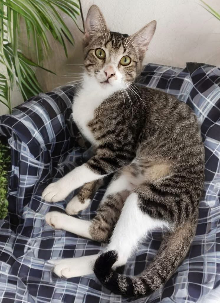 Portal Adocão Gato Tigrinho para adoção  Rio de Janeiro 