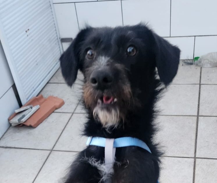 Portal Adocão Cachorrinha castrada e vacinada de 11 meses para adoção responsável no Rio de Janeiro  Rio de Janeiro 