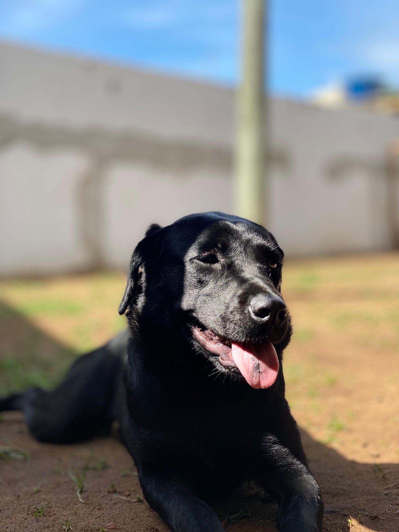 Portal Adocão Adoção cão  Salvador