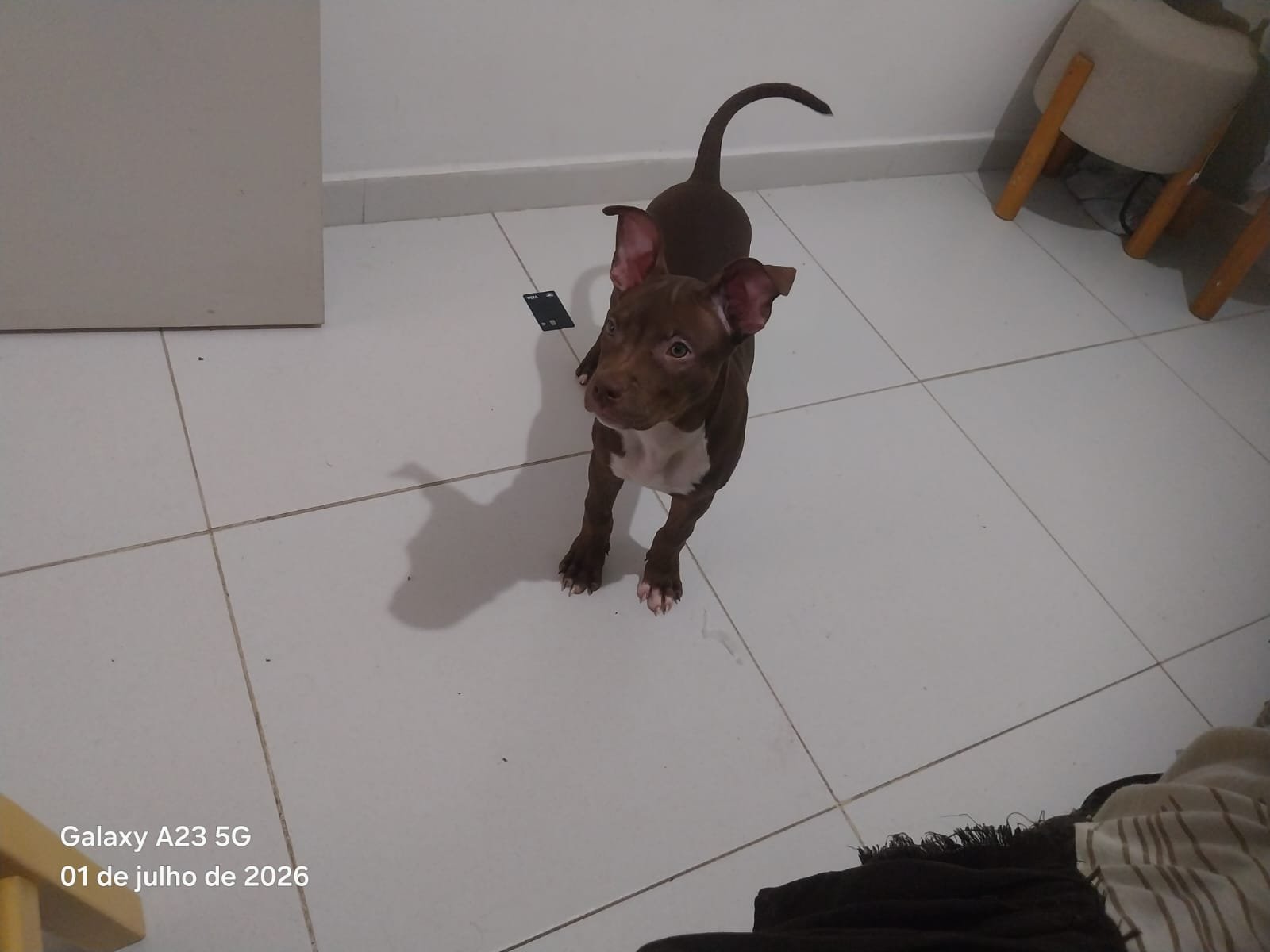 Portal Adocão Cadela filhote de pit monster com 3 meses Aracaju 