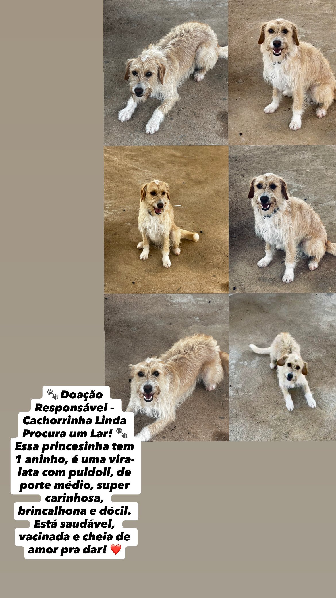 Portal Adocão Cachorra fêmea para adoção  Divinópolis 