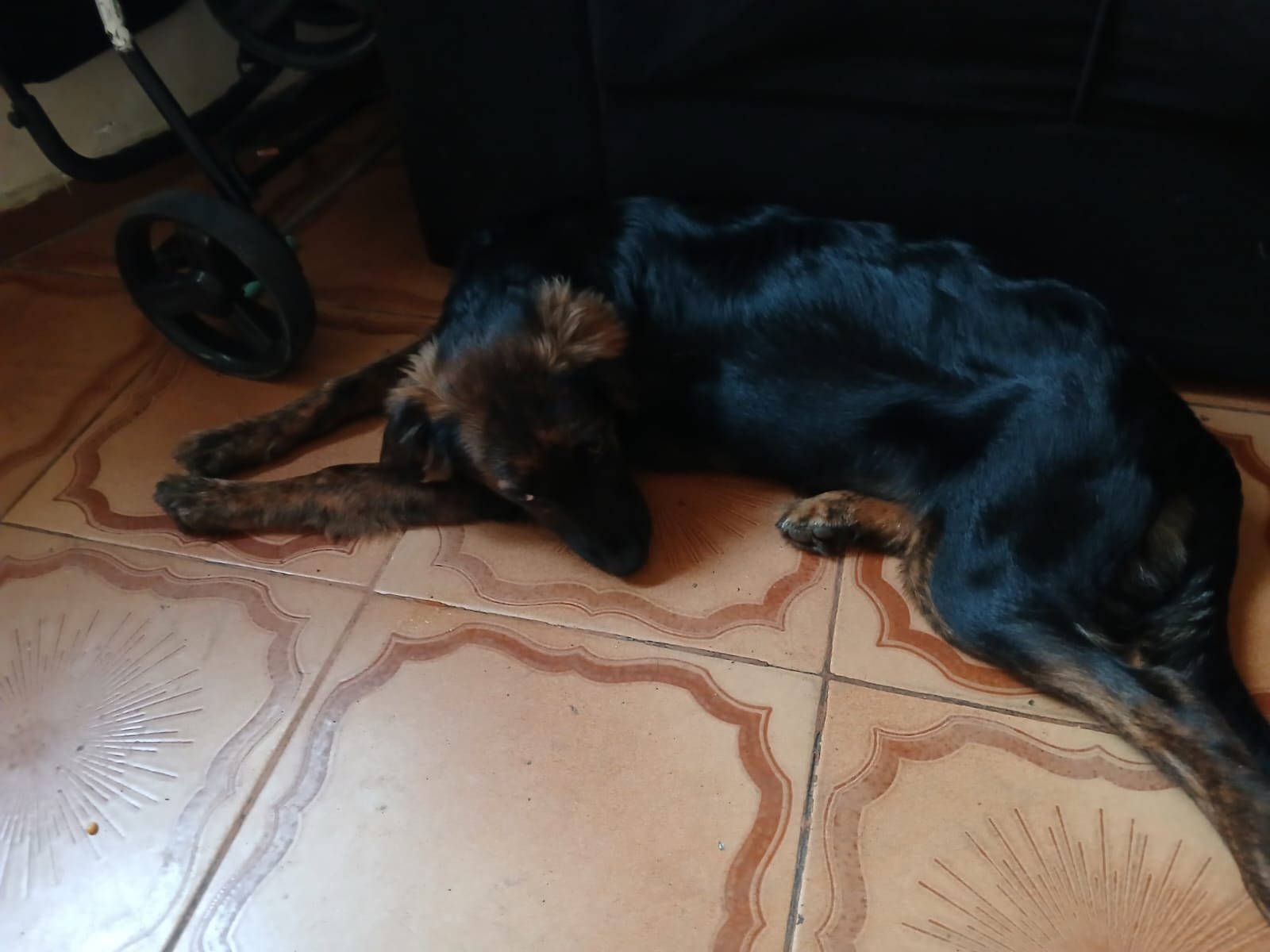 Portal Adocão Cachorro Macho Rio de Janeiro