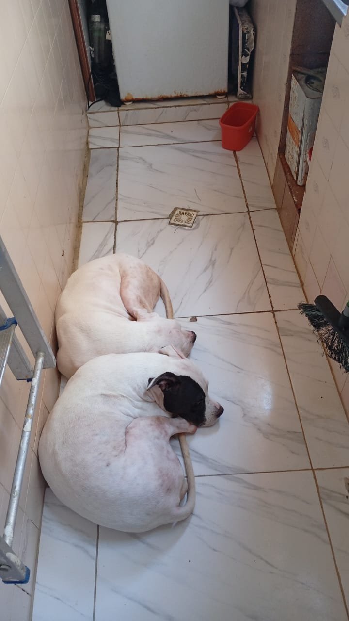 Portal Adocão Casal de Pitbull super doceis Recife